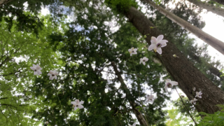 お散歩で出会った植物たち