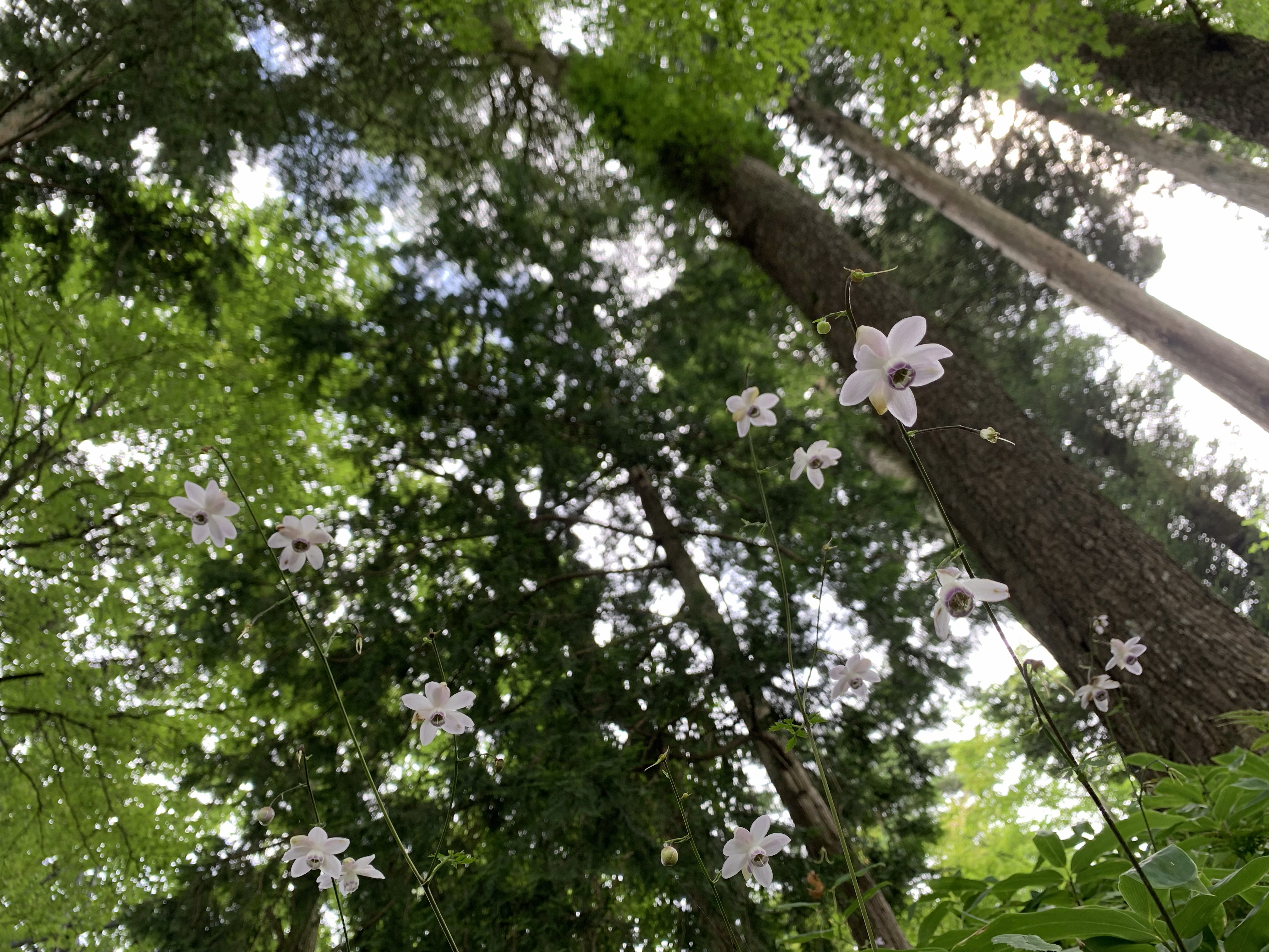 お散歩で出会った植物たち